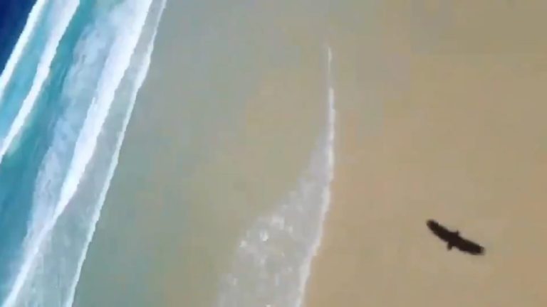 Eagle Grabs Drone Mid-Flight And Takes Off