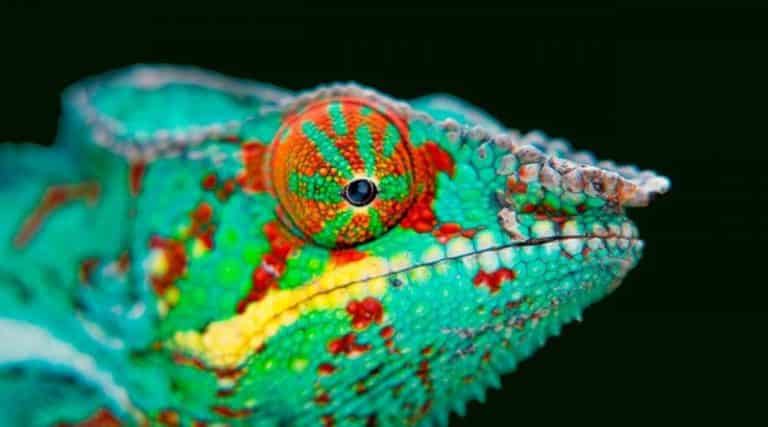 Scientists Develop 'Chameleon Drone' That Can Change Color