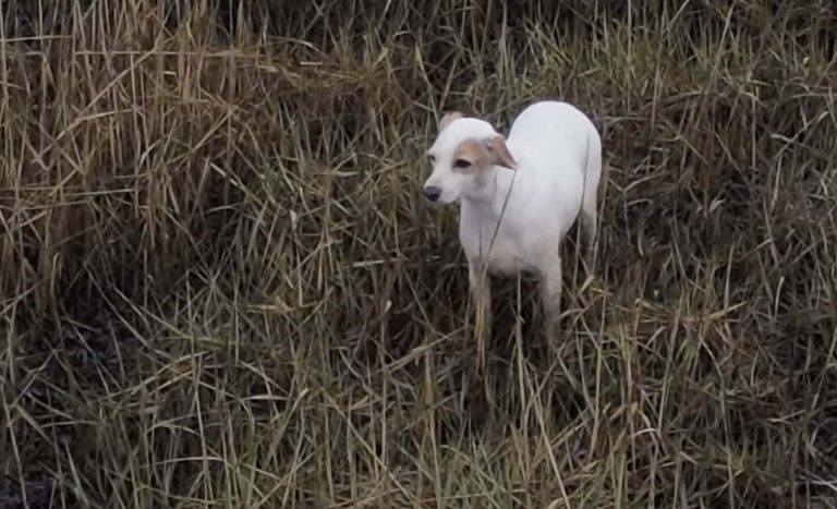 Sausage Attached To Drone To Lure Dog To Safety