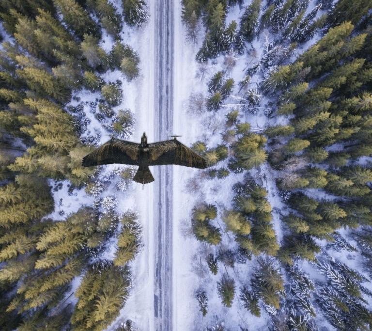 The Evolution Eagle: A New Era In Covert Military Surveillance 2