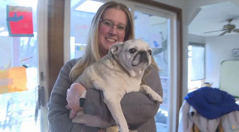 Aerial Rescue: The Drone-Assisted Search For A Beloved Family Pug 2
