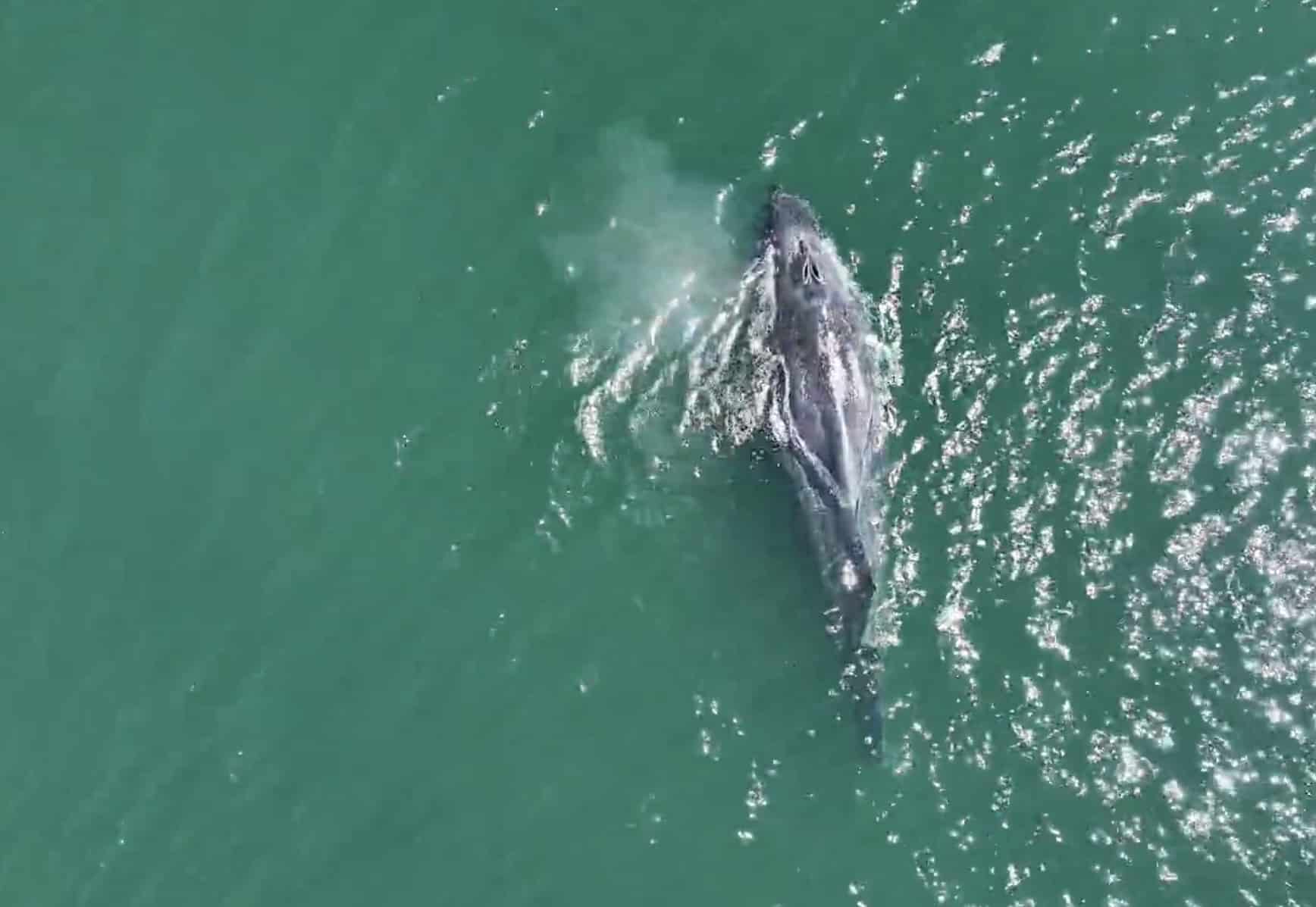 Drone Footage Reveals Tragic Fate Of Tailless Humpback Whale 1