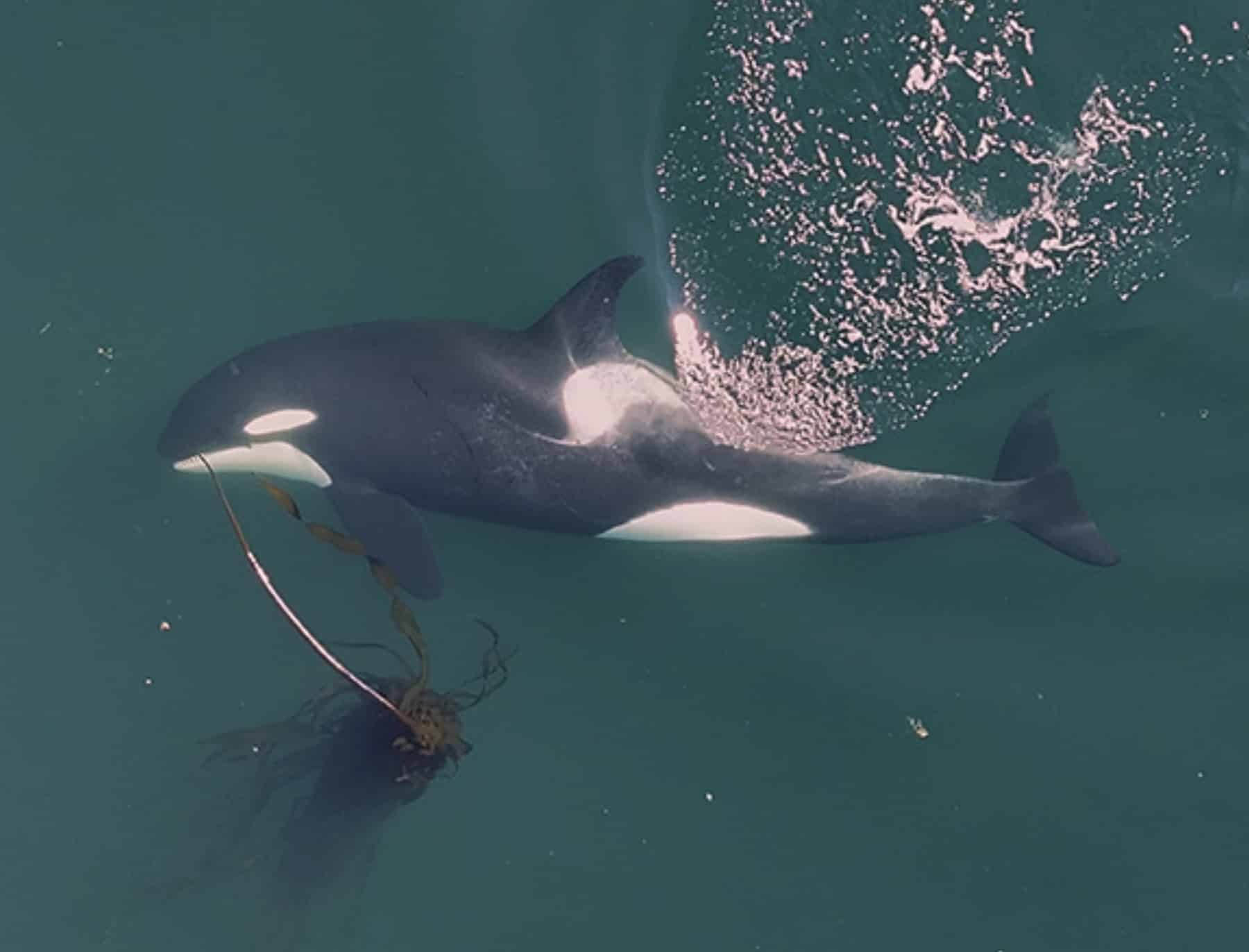 Drone Footage Uncovers Orcas Crafting Kelp Tools For Social Grooming 1