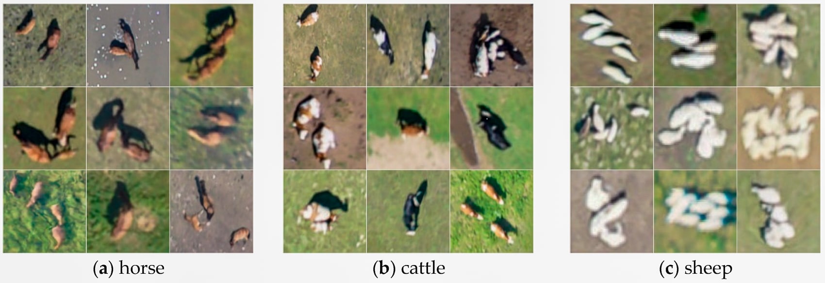 Drone Animal Counting Yolo China Algorithm