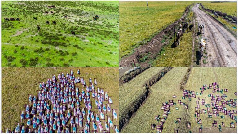 Drone Animal Counting Yolo China Algorithm