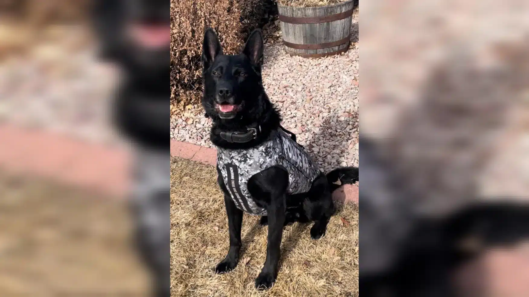 Dashcams, Drones And Dogs: High-Tech Tools Help Catch Suspected Car Thief In Douglas County 3 Dashcams, Drones And Dogs: High-Tech Tools Help Catch Suspected Car Thief In Douglas County 2