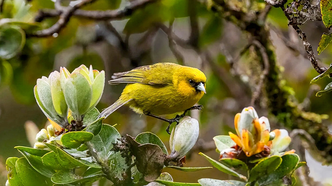 drone mosquitoes uav hawaii birds uas drones