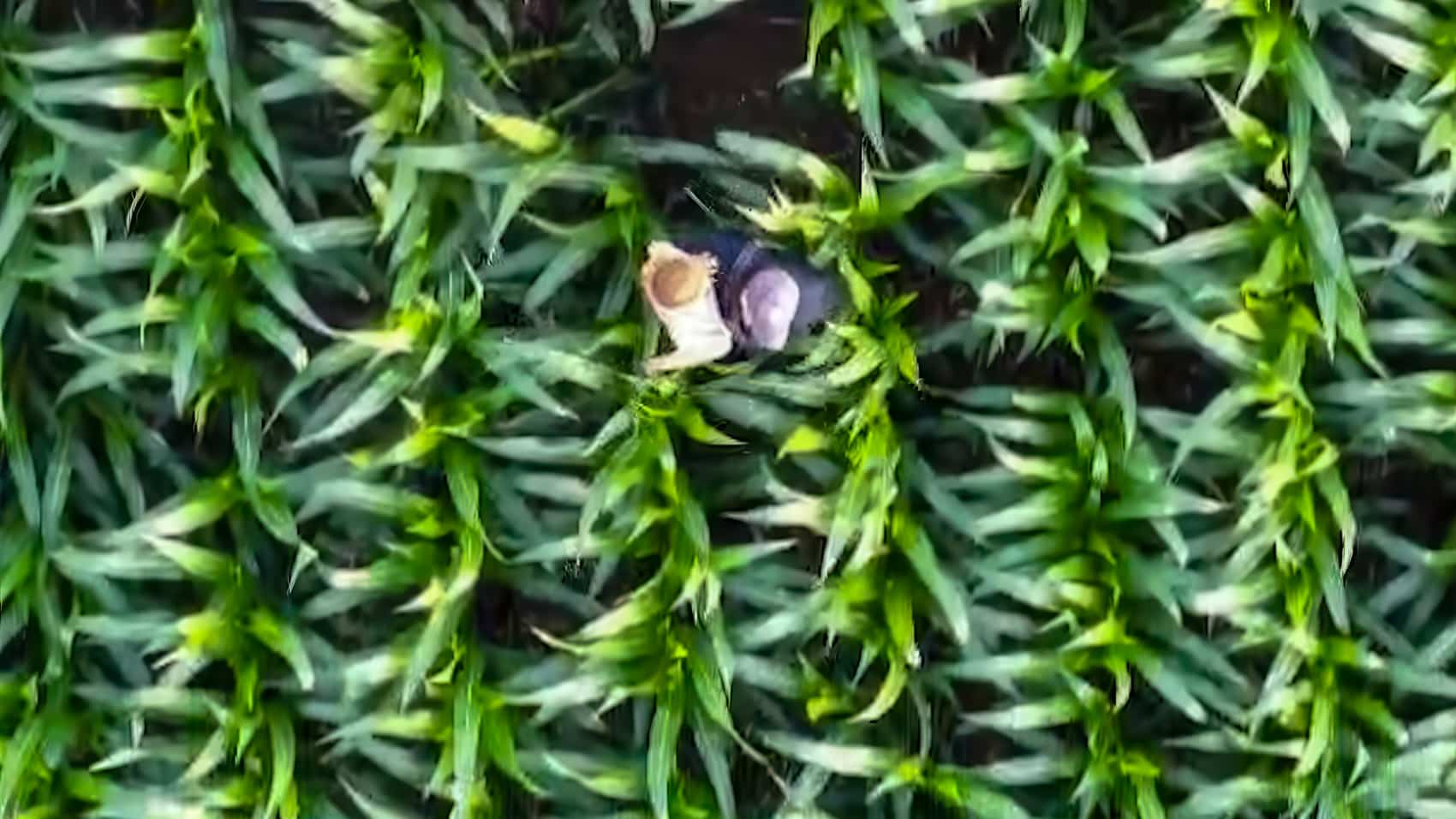 Rescue Drone Uav Uas Dji Girl Sar Search And Rescue