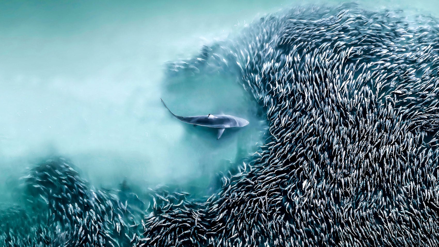 Aerial Photographer Of The Year Drone Uav Uas Drone Dji