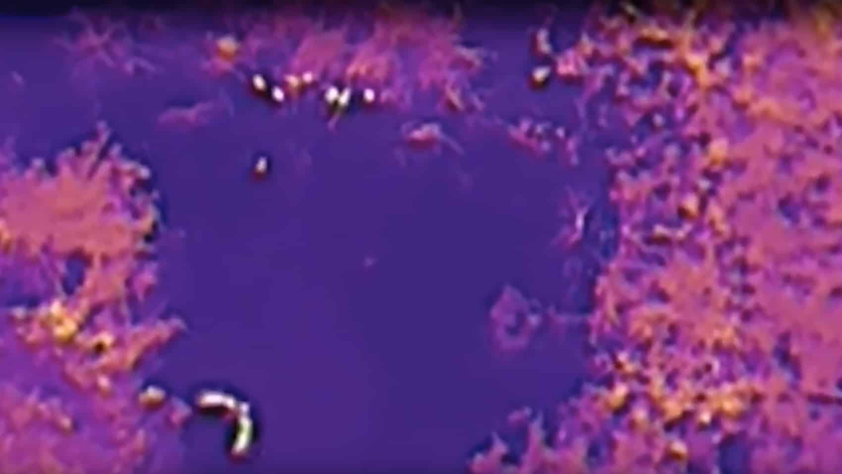 Dec Drones Drone Track New York Wildlife