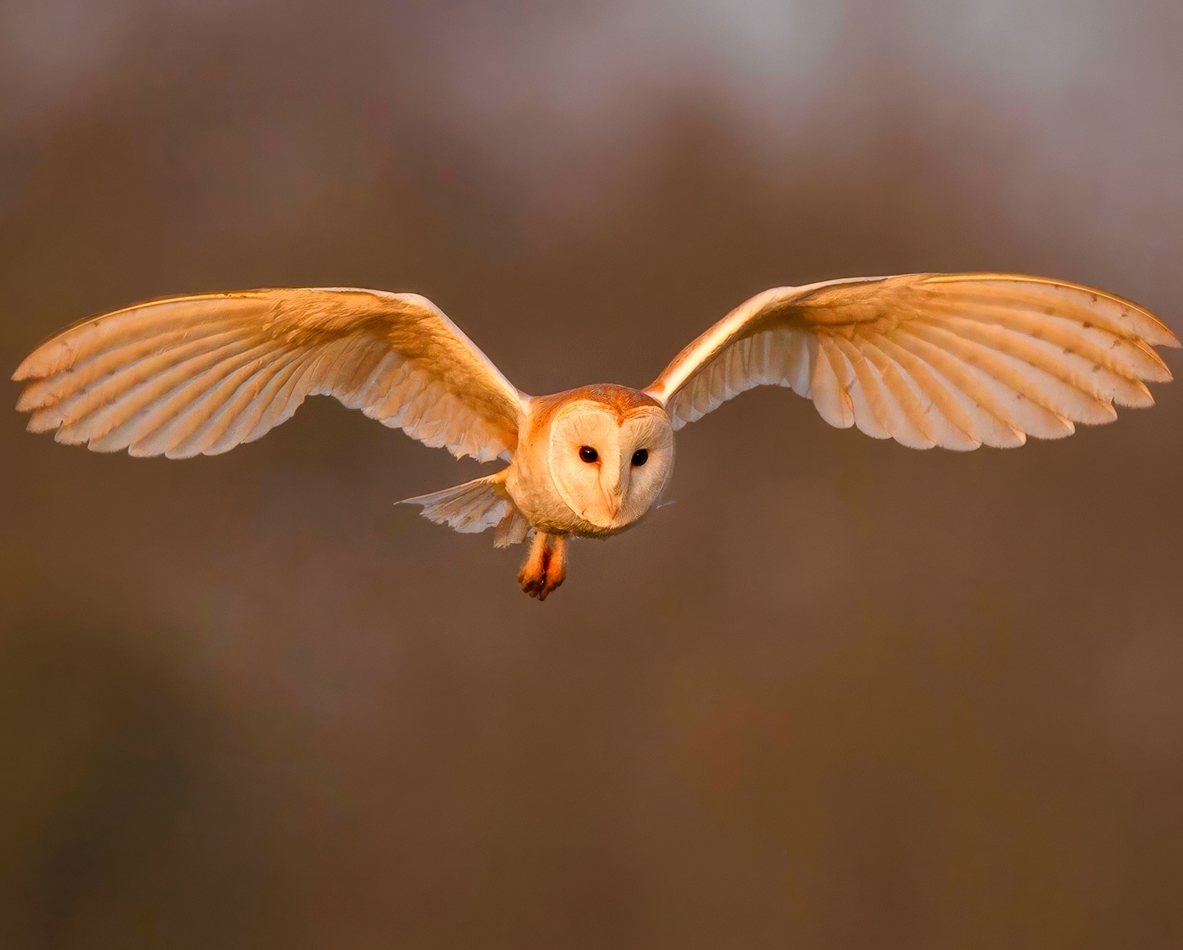 Drone From Surrey University Learns To Fly Like An Owl