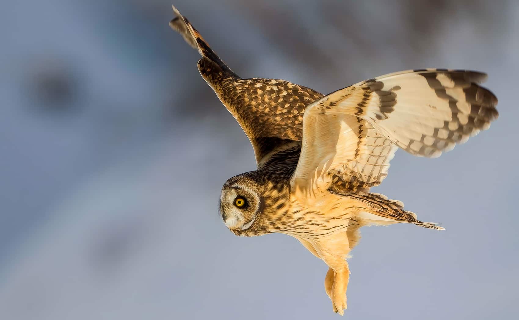 Drone From Surrey University Learns To Fly Like An Owl