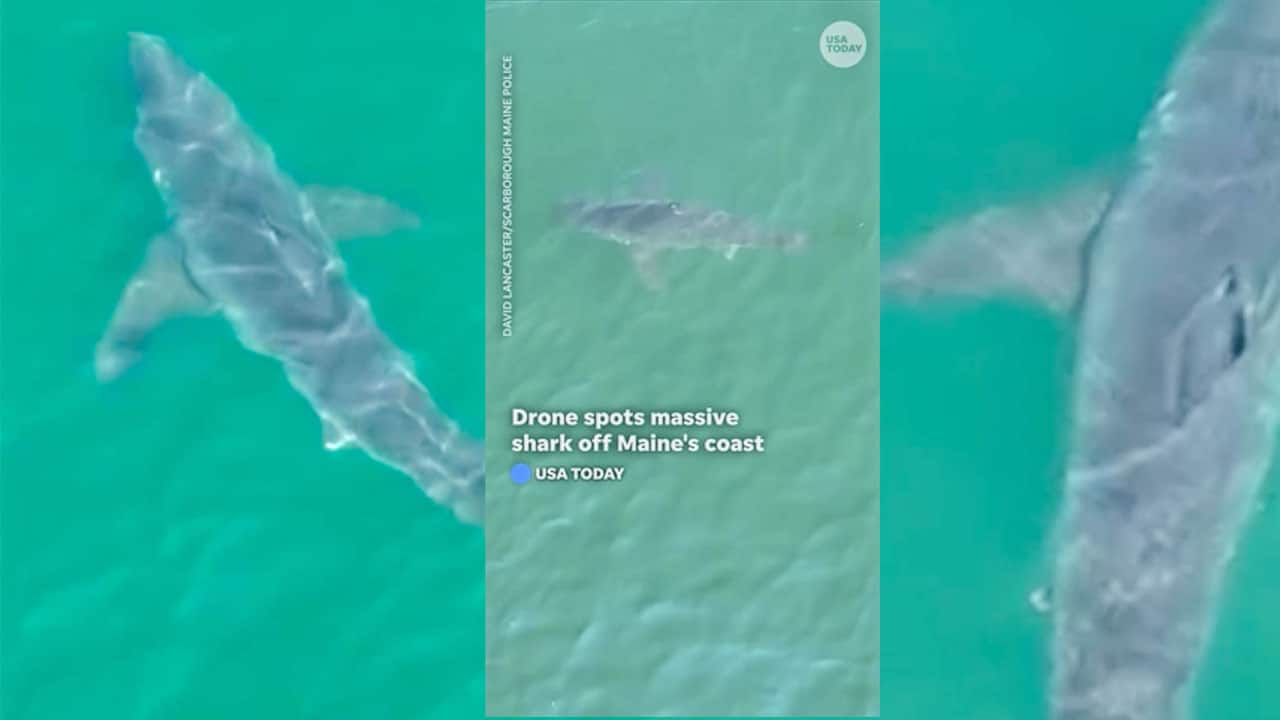 Shark Drone Dron Uav Uas