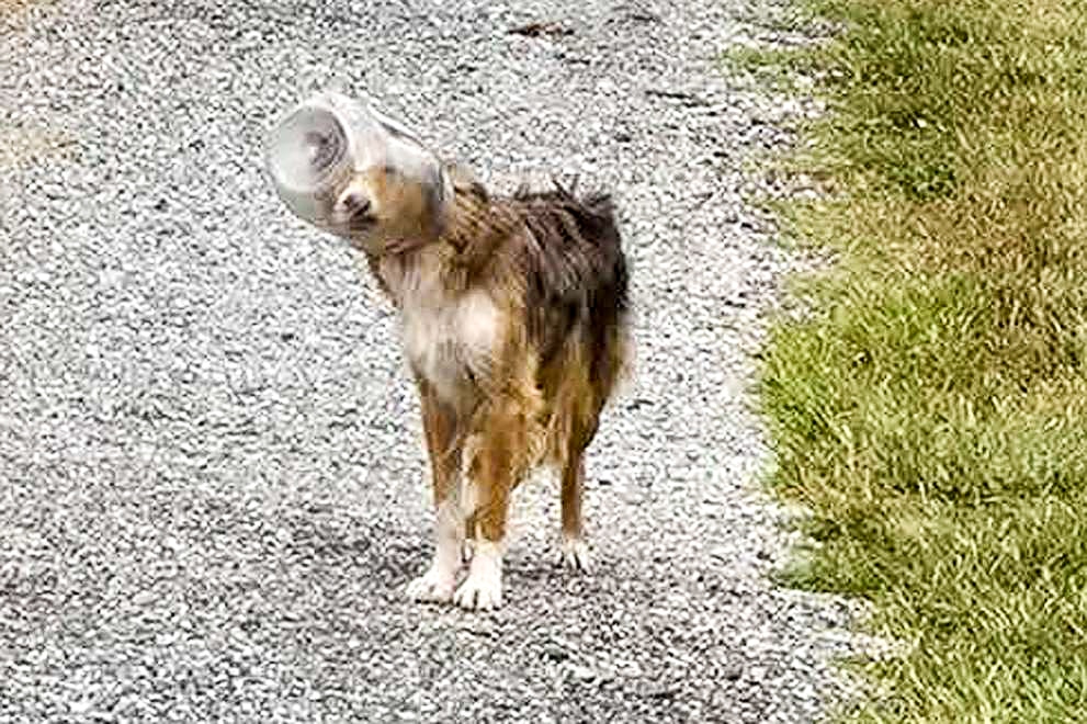 Drone Frees Pup from Pretzel Jar Problem drones dog