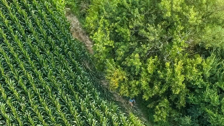 Drone Drones Autistic Boy K9 Indiana Rescue Cornfield Uav Uas