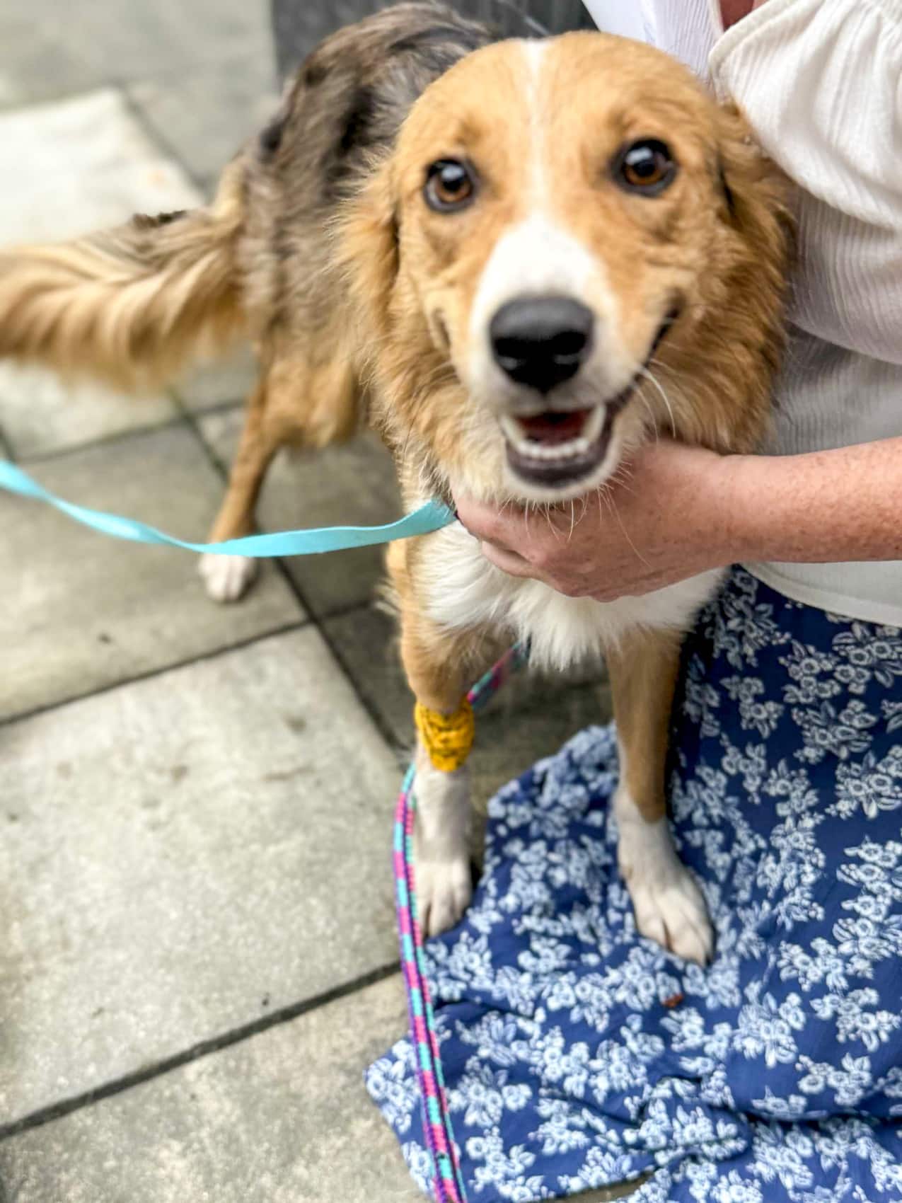 Drone Frees Pup from Pretzel Jar Problem drones dog