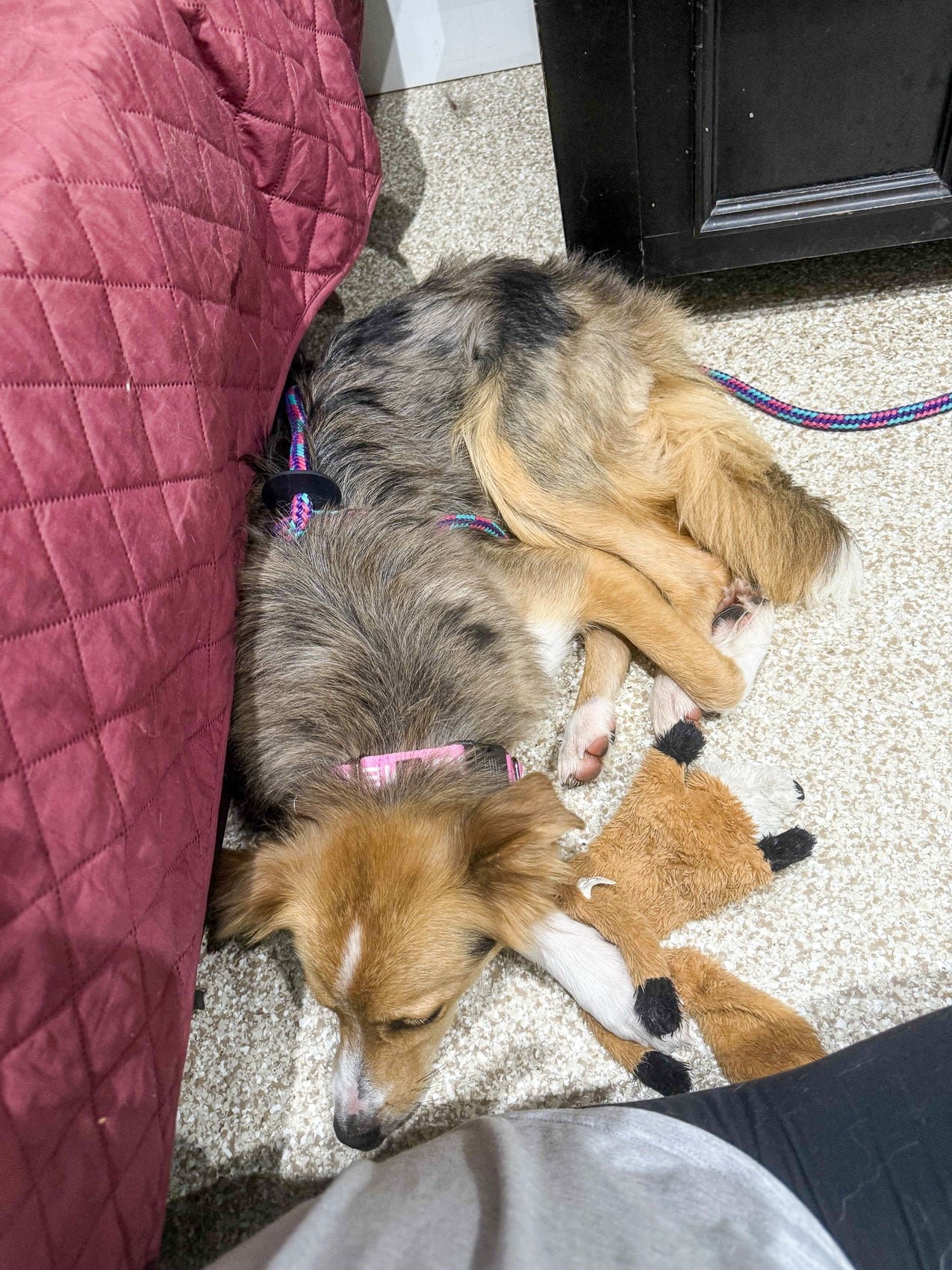 Drone Frees Pup from Pretzel Jar Problem drones dog