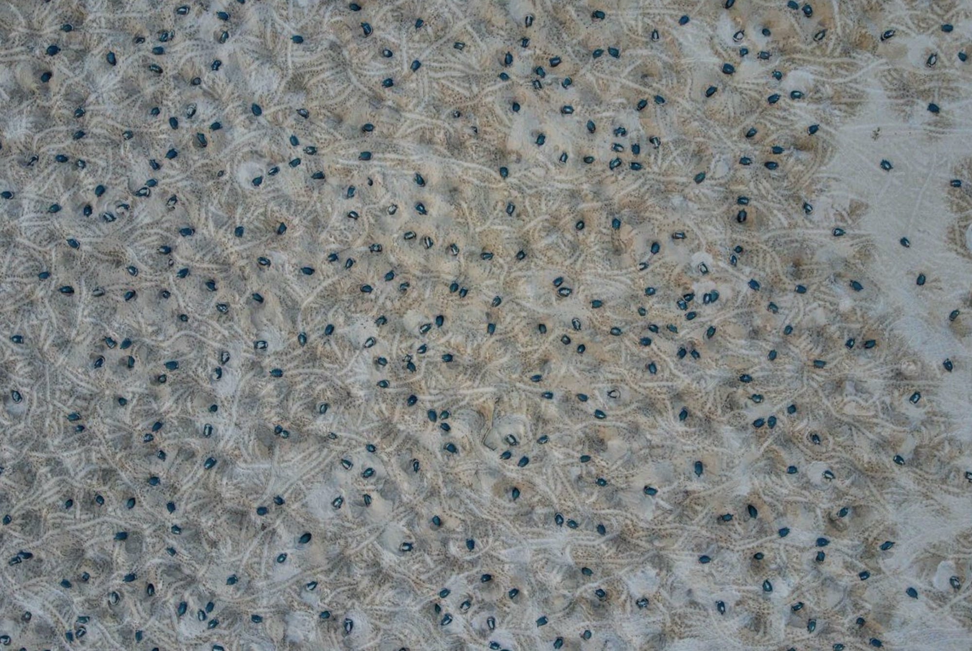 Epic Discovery: Drones Unmask World’s Largest Giant River Turtle Haven 2