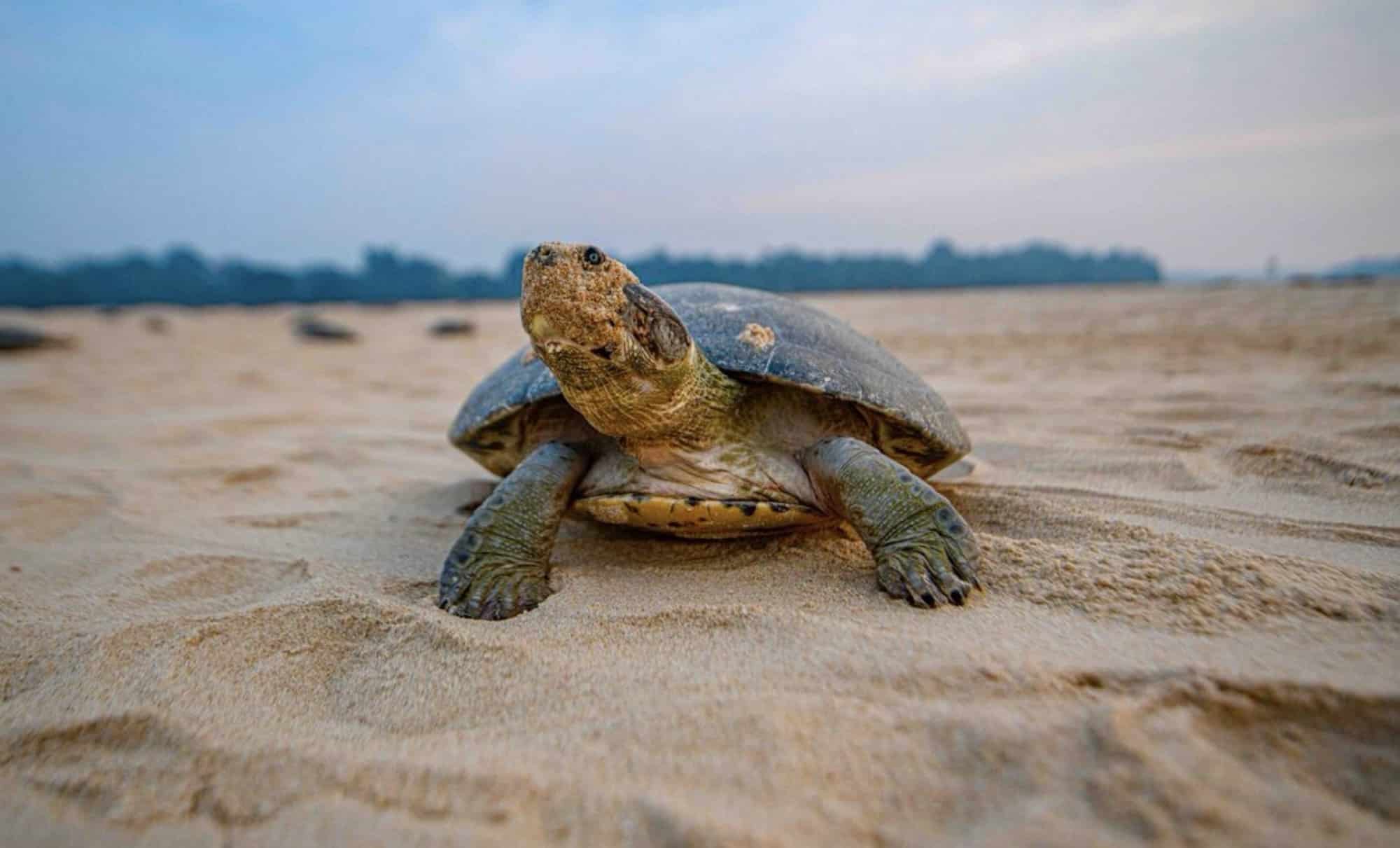 Epic Discovery: Drones Unmask World’s Largest Giant River Turtle Haven 3