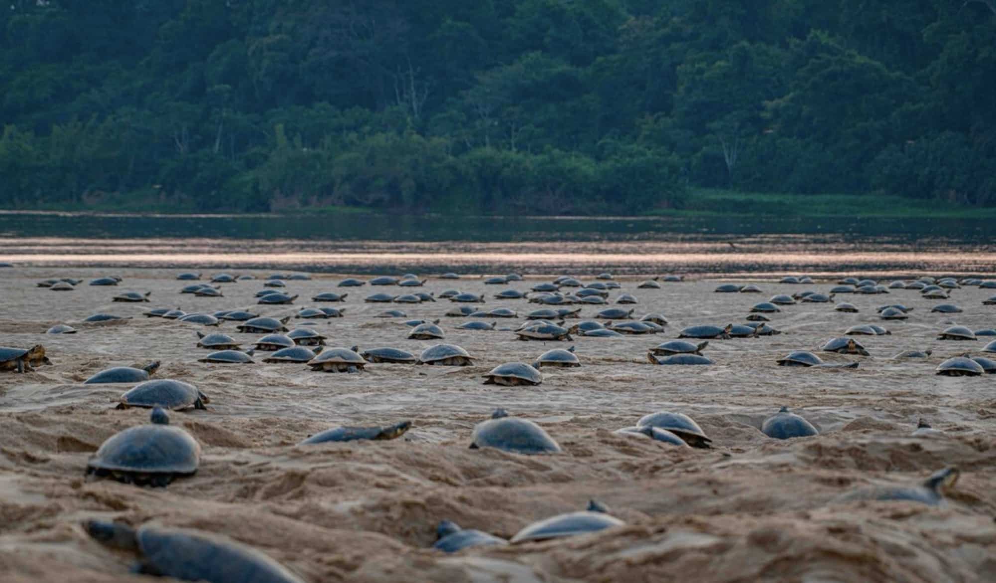 Epic Discovery: Drones Unmask World’s Largest Giant River Turtle Haven 4