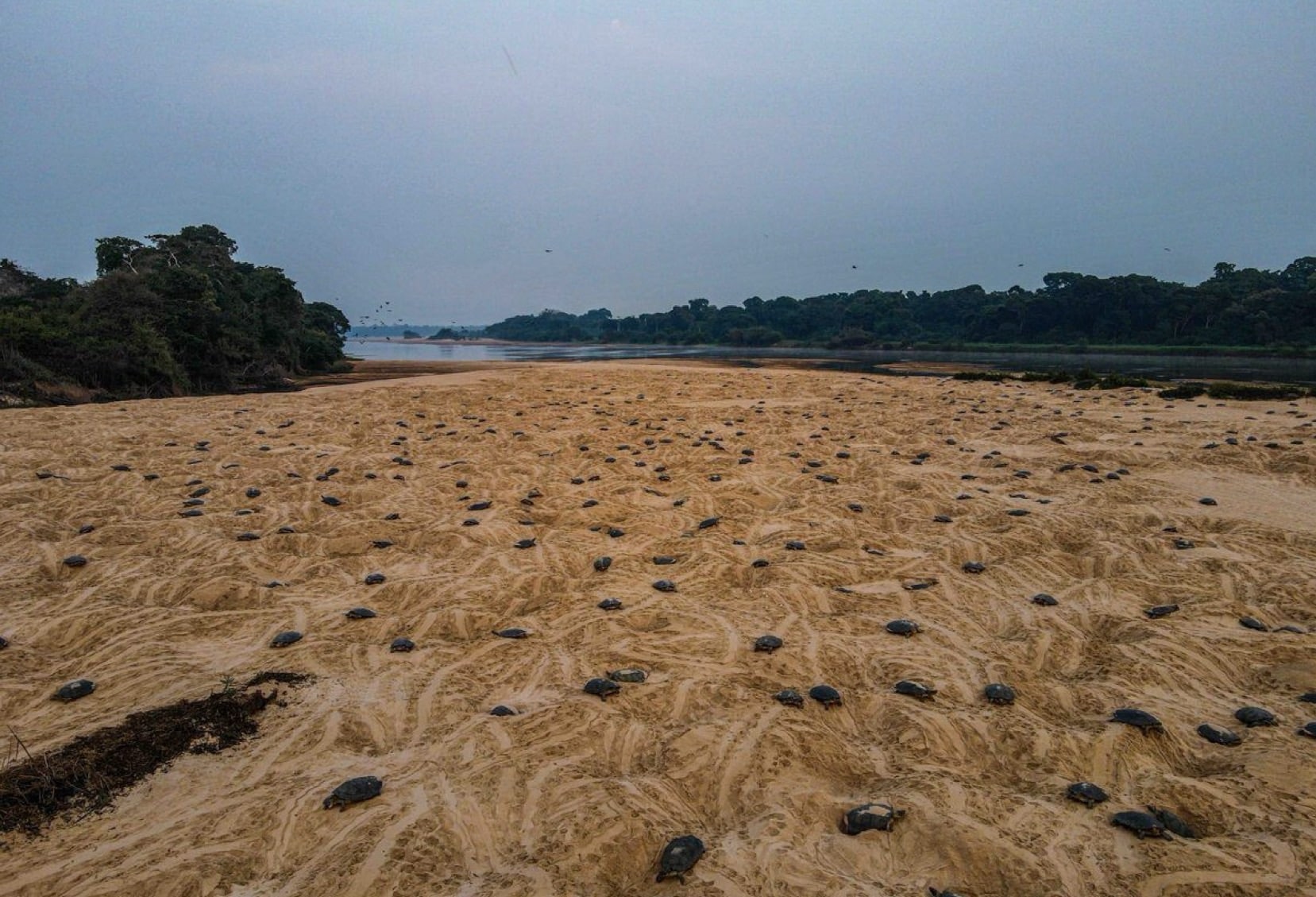Epic Discovery: Drones Unmask World’s Largest Giant River Turtle Haven 1