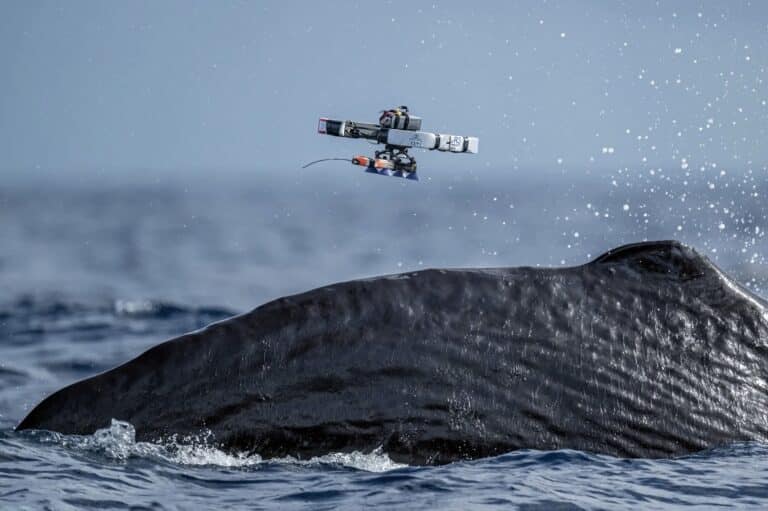 Revolutionary Drone ‘Tap-And-Go’ Tagging Transforms Whale Research With Less Stress 4