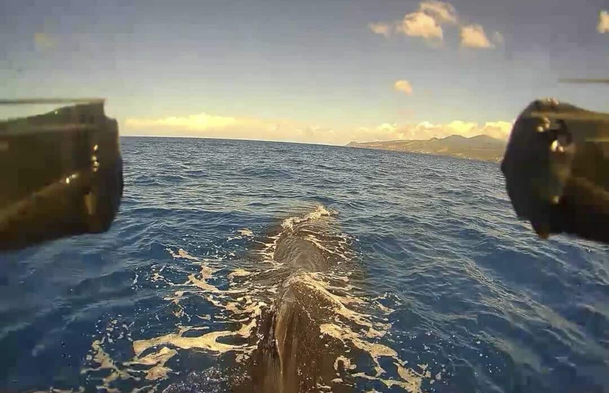 Revolutionary Drone ‘Tap-And-Go’ Tagging Transforms Whale Research With Less Stress 2
