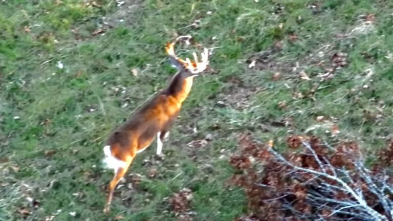 Podcast: This Thermal Drone Project Is Revealing The Surprising Behavior Of Mature Bucks