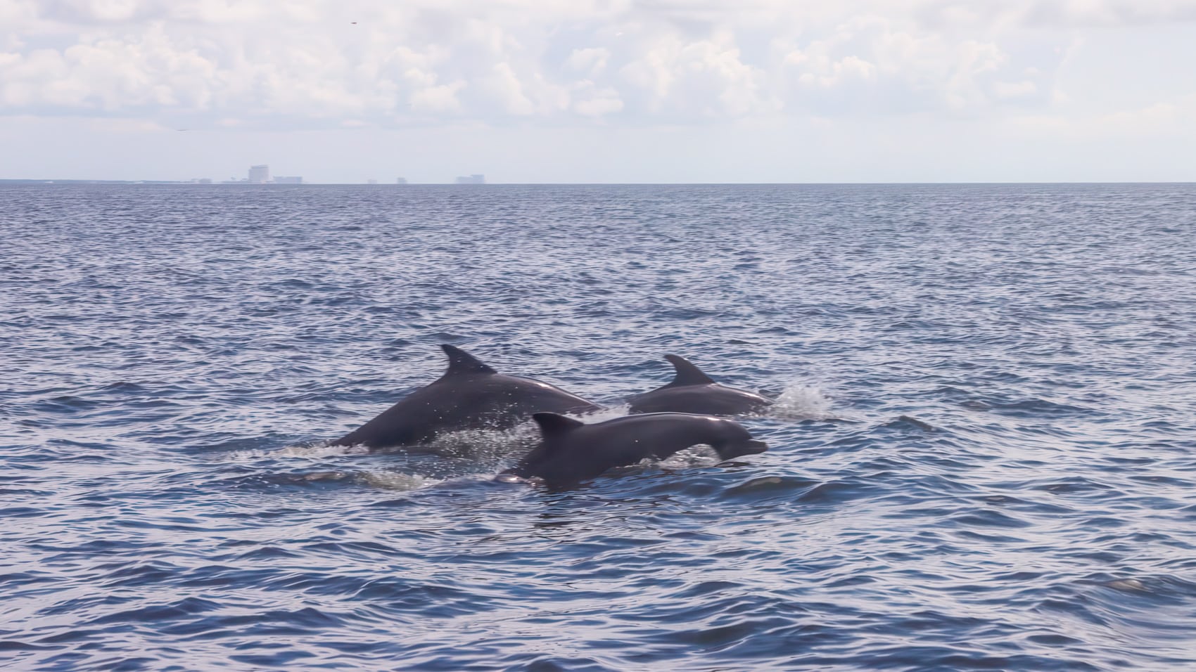 Mississippi State University is Using Thermal Drones to Study Dolphins