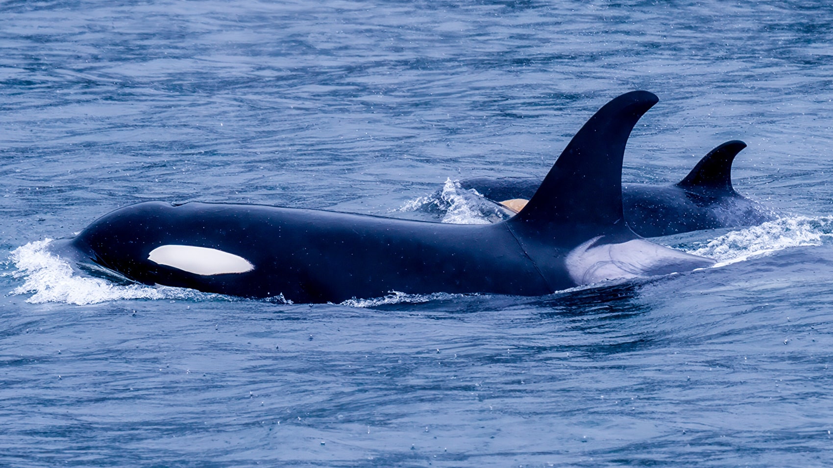New England Aquarium Is Using Drones To Give Whales A Health Check