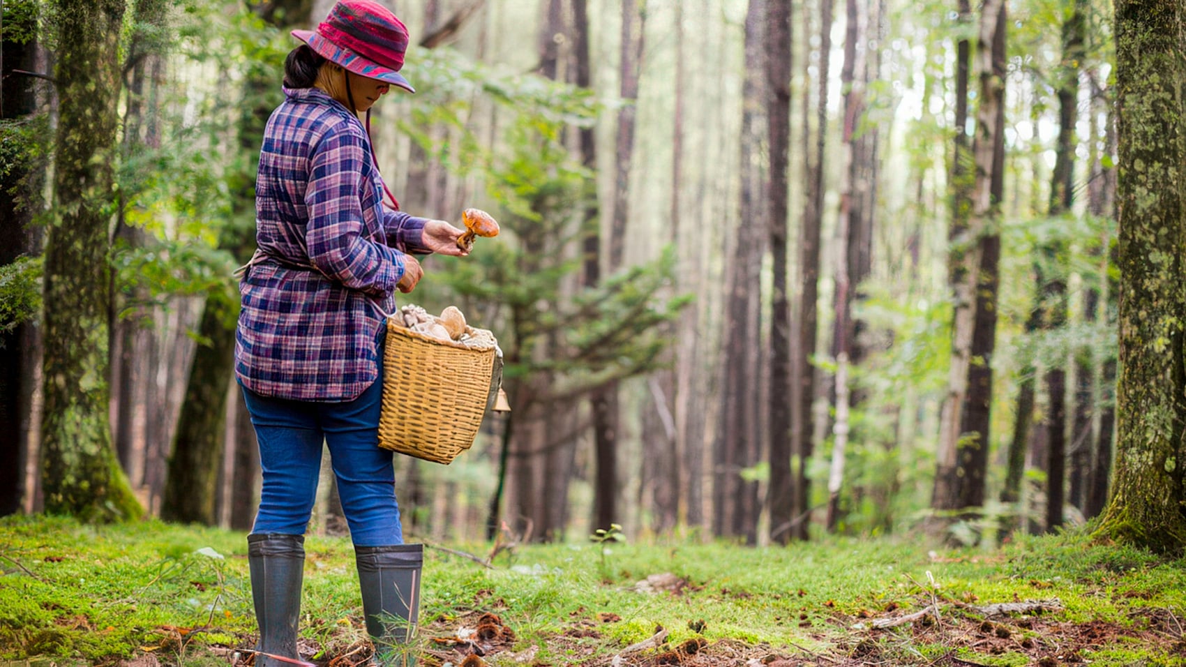 Mushroom Pickers Become Drone Hunters In Poland
