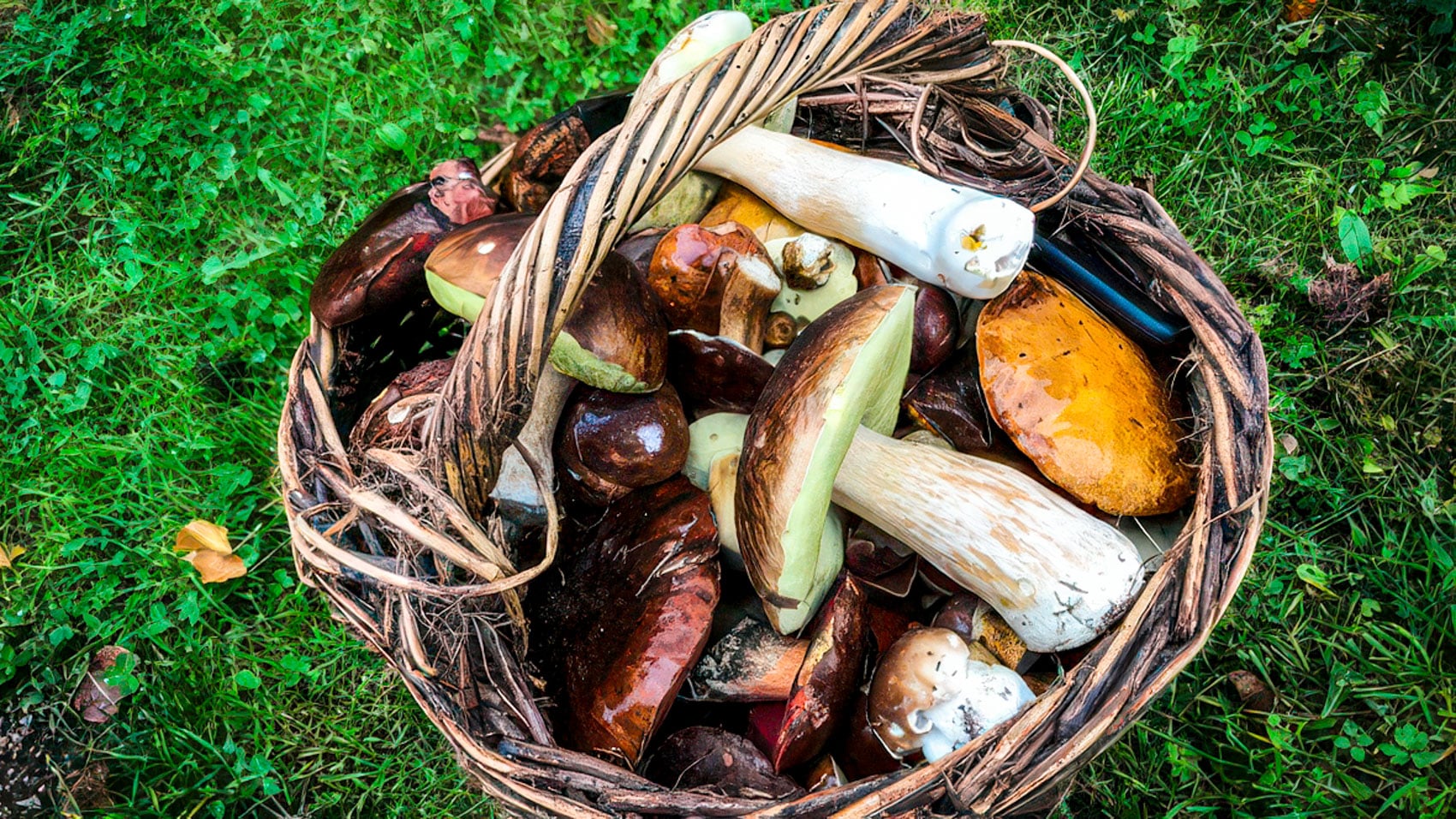 Mushroom Pickers Become Drone Hunters In Poland