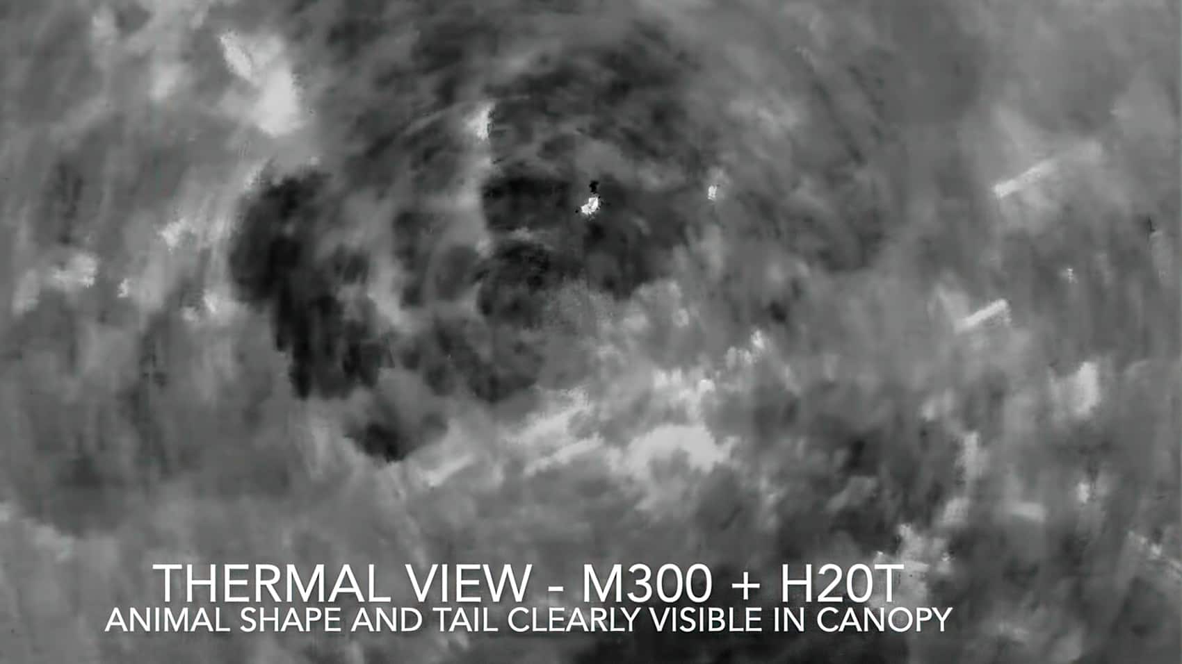 Thermal Drones are Uncovering the Secret Lives of Australian Wildlife