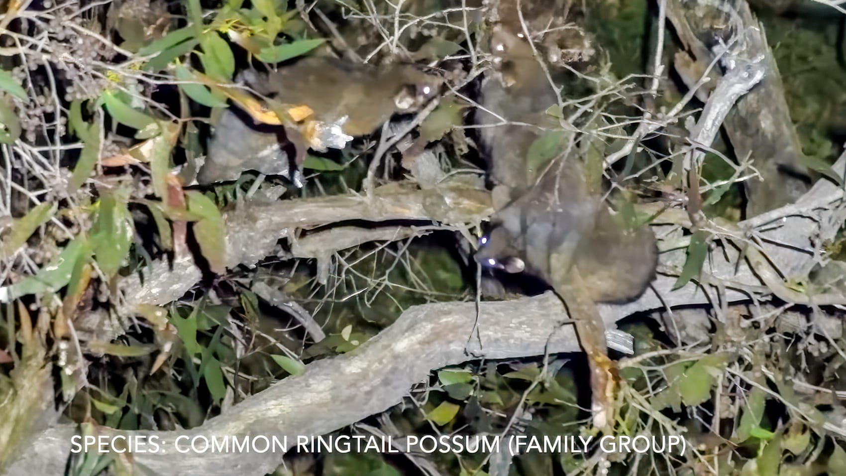 Thermal Drones are Uncovering the Secret Lives of Australian Wildlife