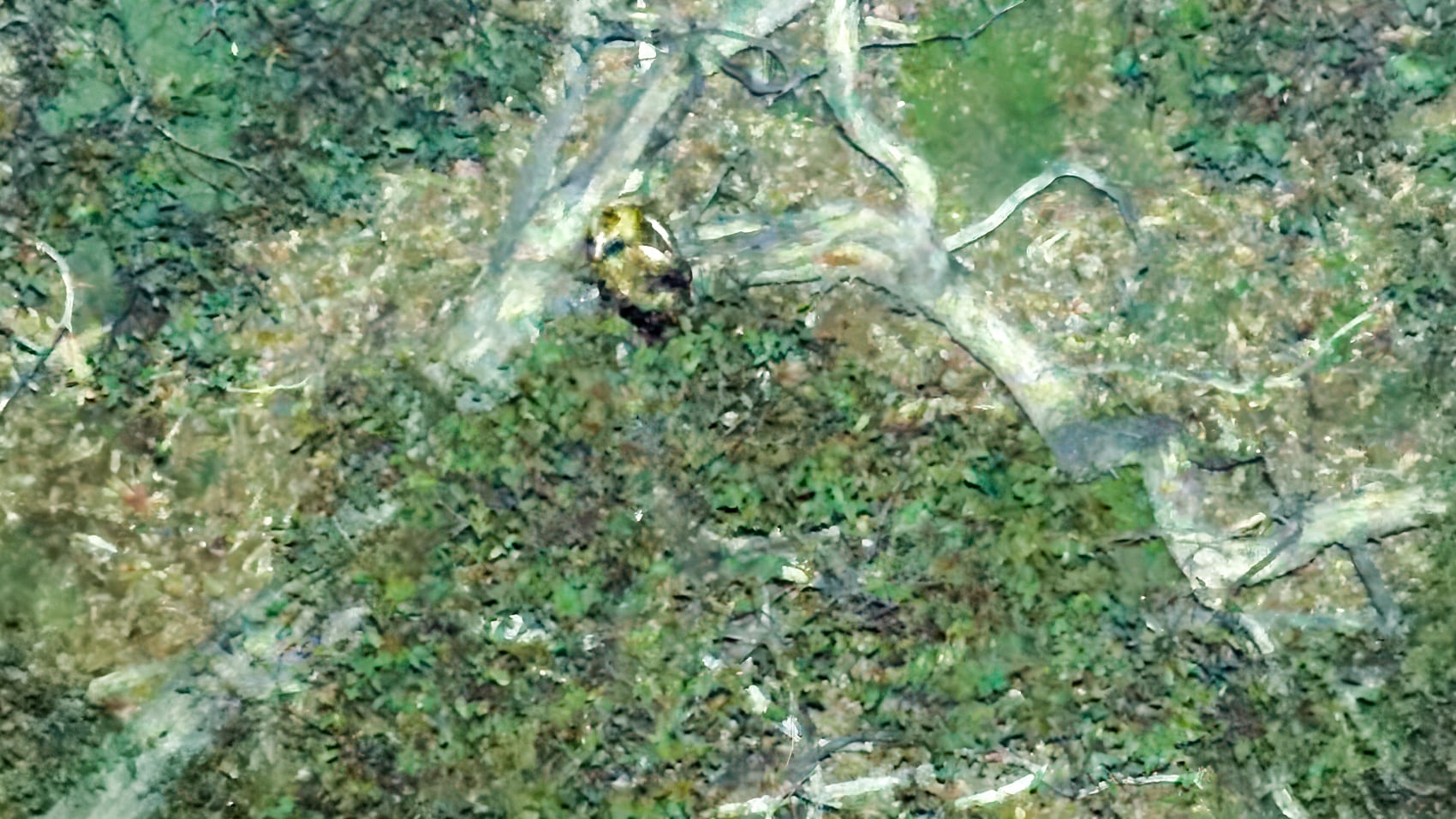 Thermal Drones are Uncovering the Secret Lives of Australian Wildlife