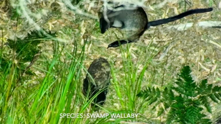 Thermal Drones Are Uncovering The Secret Lives Of Australian Wildlife