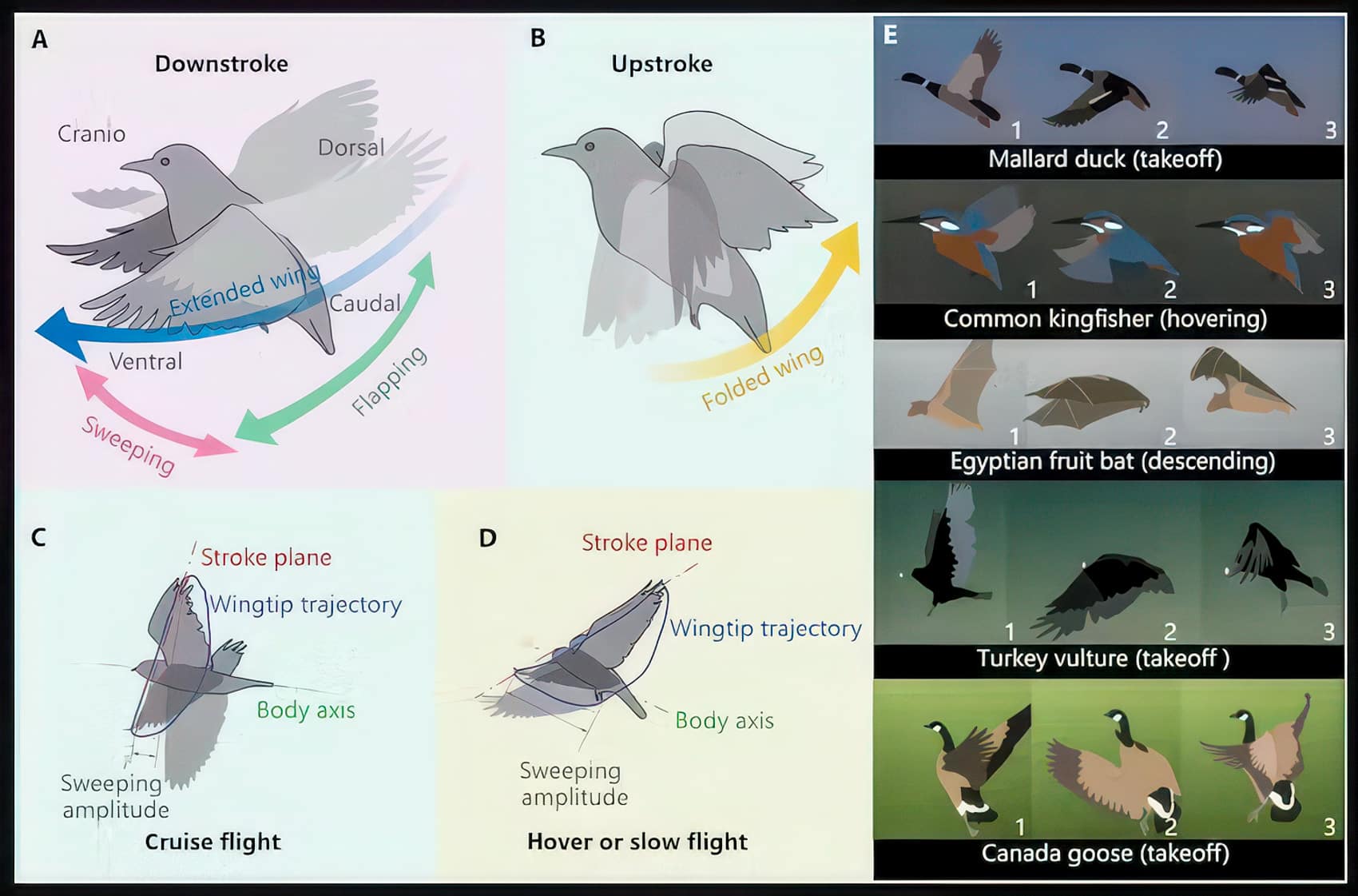 Robofalcon 2.0: The Drone That Flies Like A Bird