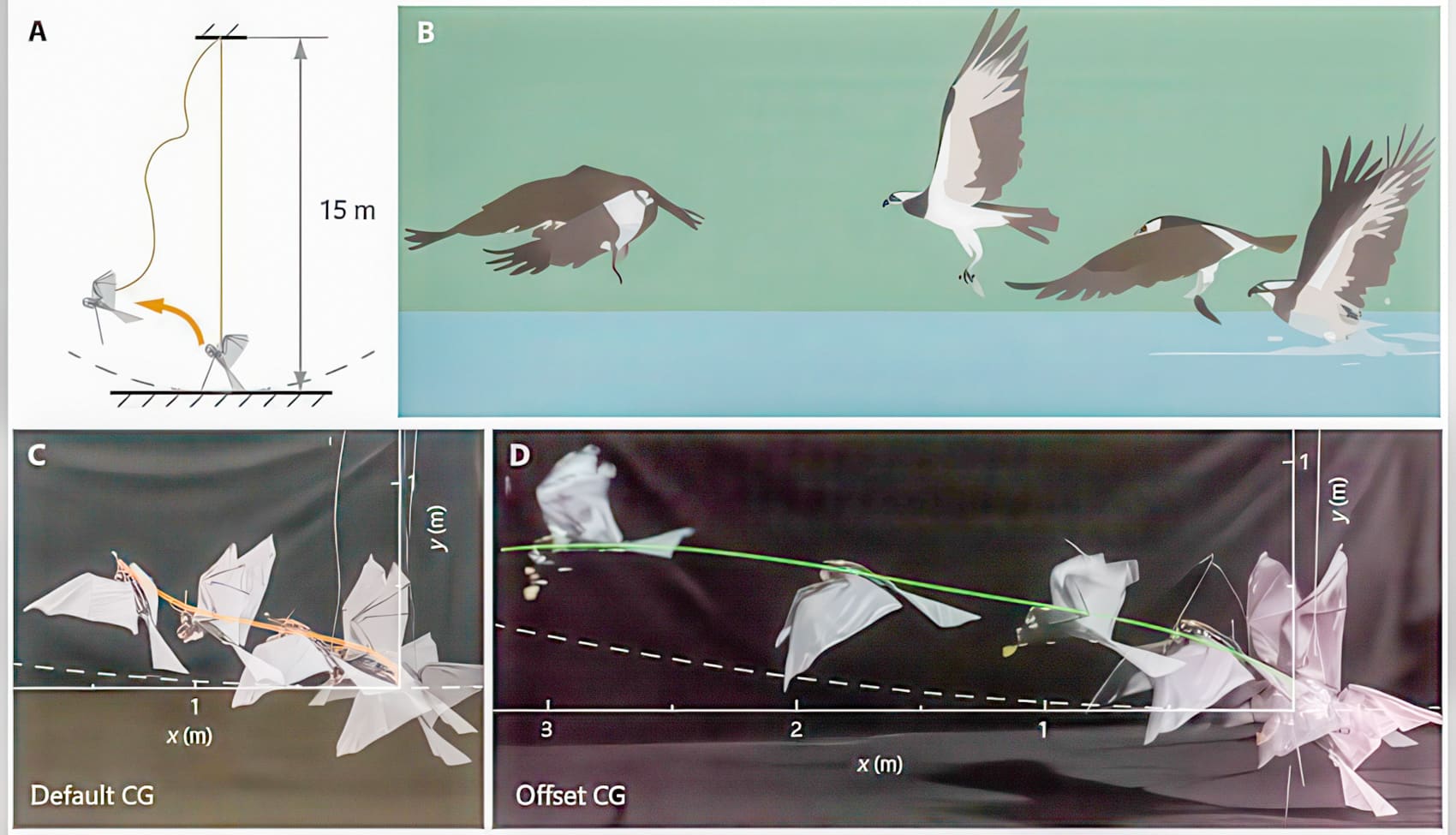 Robofalcon 2.0: The Drone That Flies Like A Bird