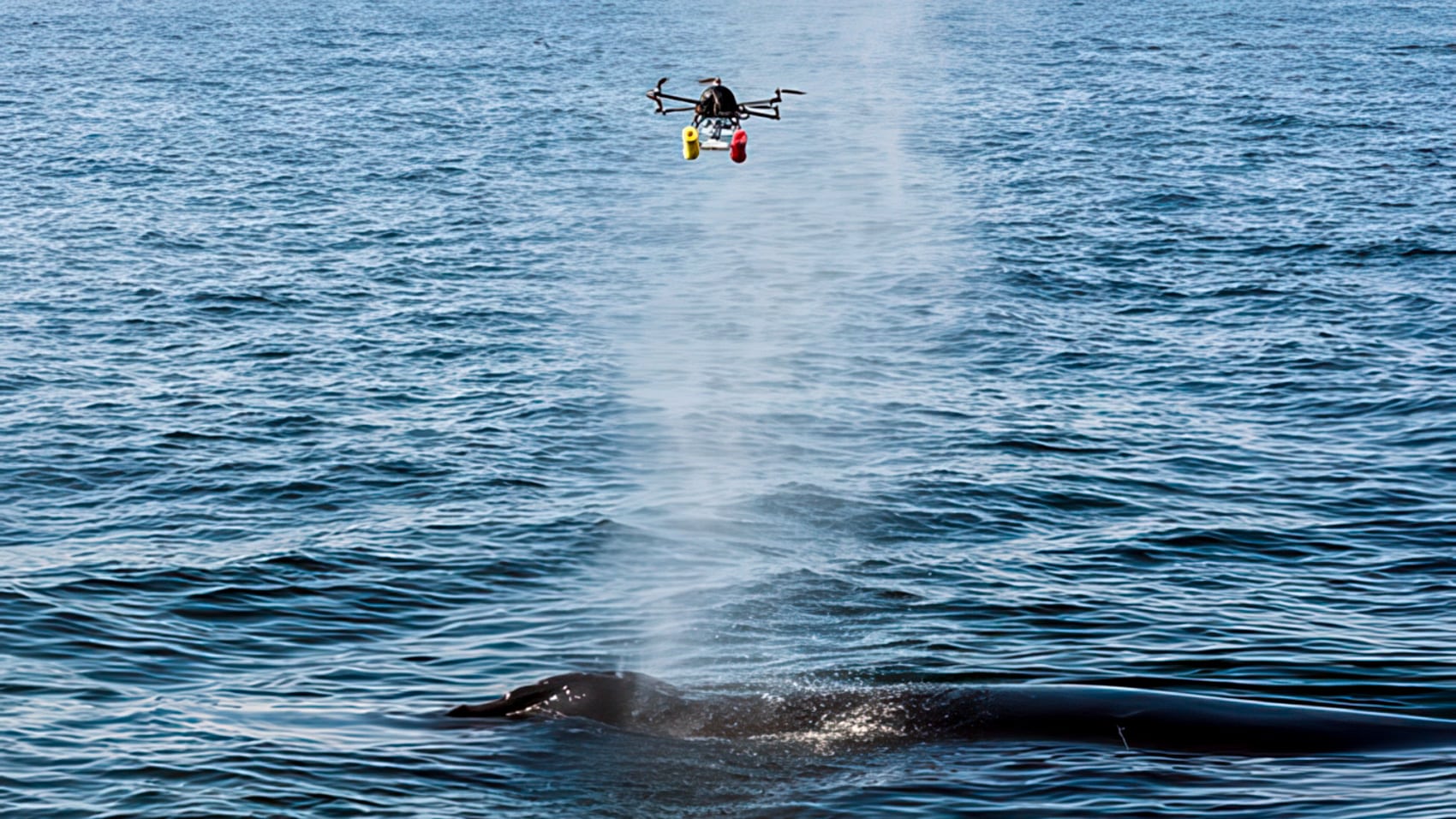 New England Aquarium Is Using Drones To Give Whales A Health Check