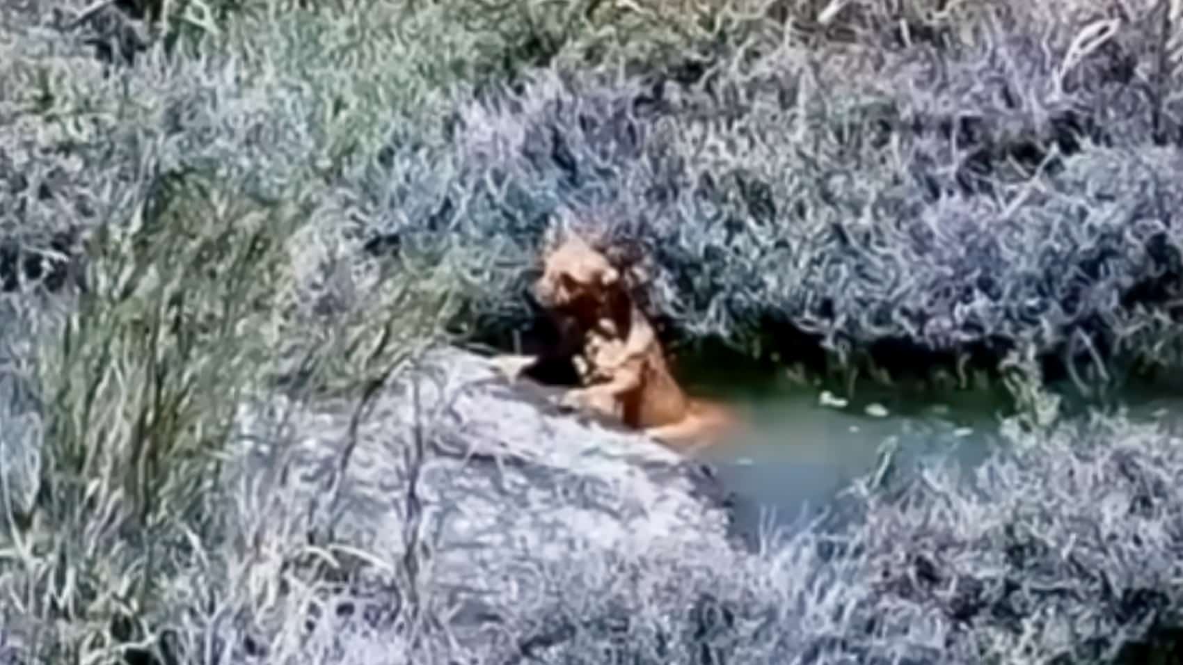 Drone Helps Firefighters Save Tiny Dog From California Canal