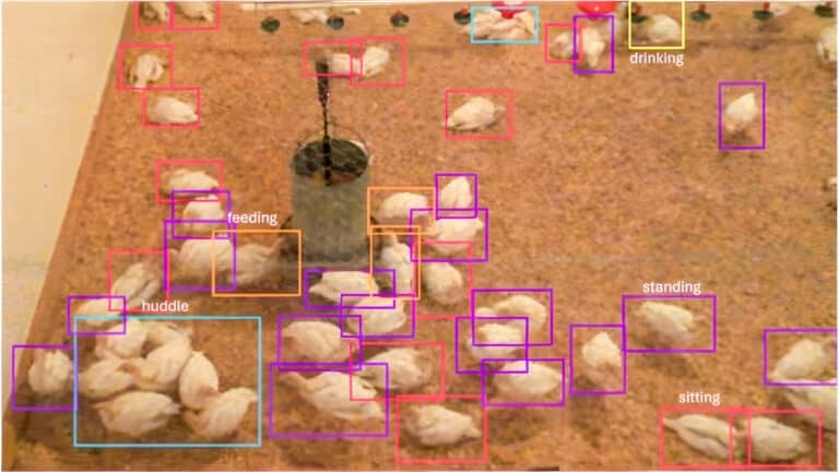 Dji Neo Drones And Ai Team Up To Track Turkey Health