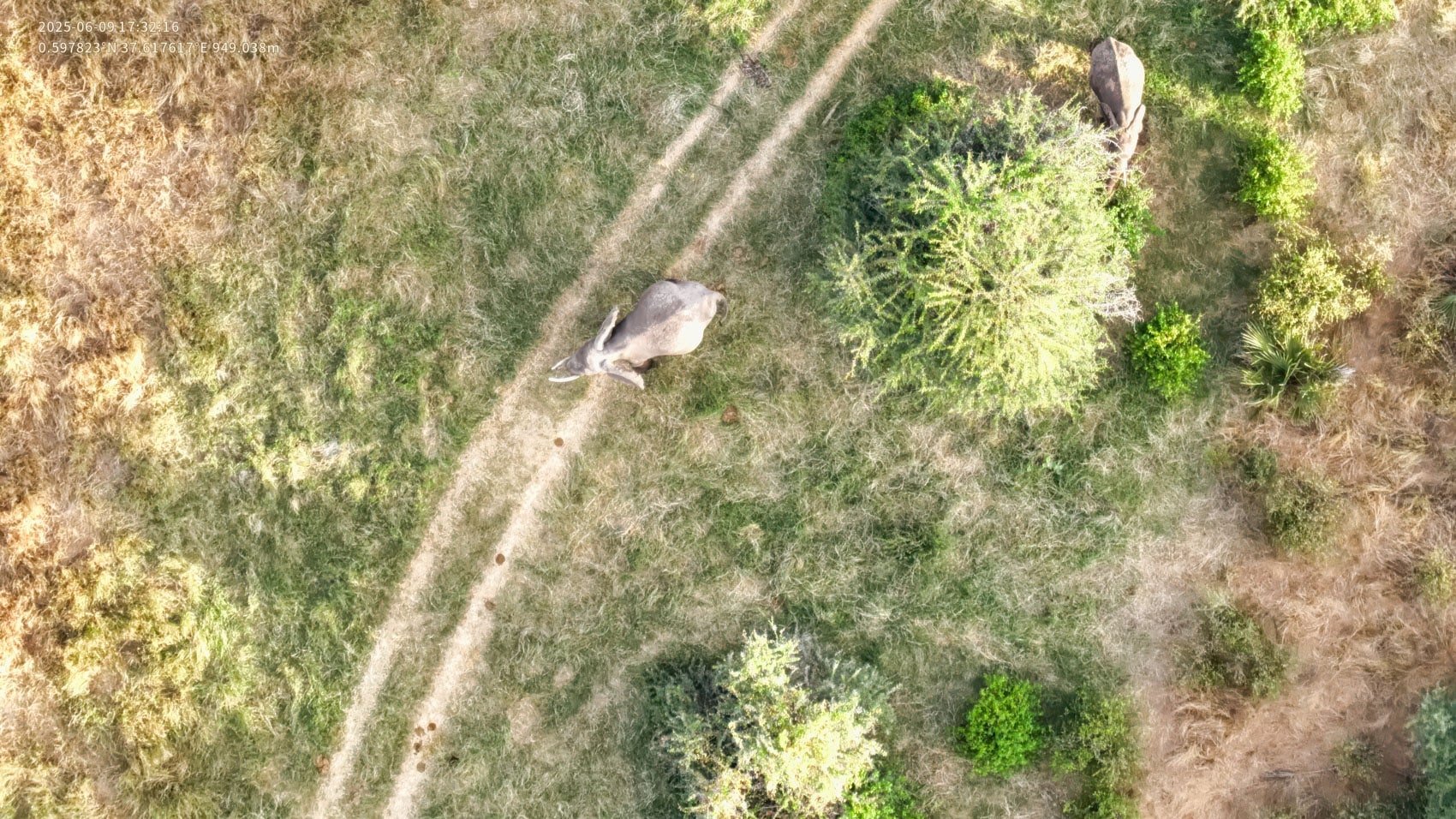 Dji Drones Are Changing Elephant Research