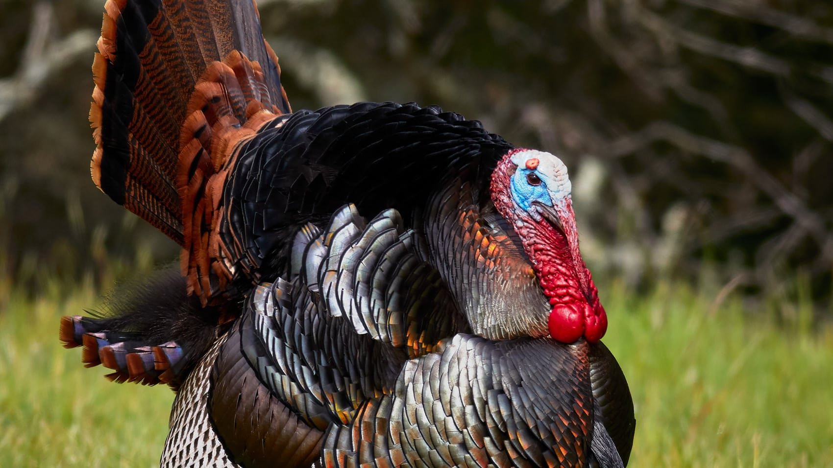 Dji Neo Drones And Ai Team Up To Track Turkey Health