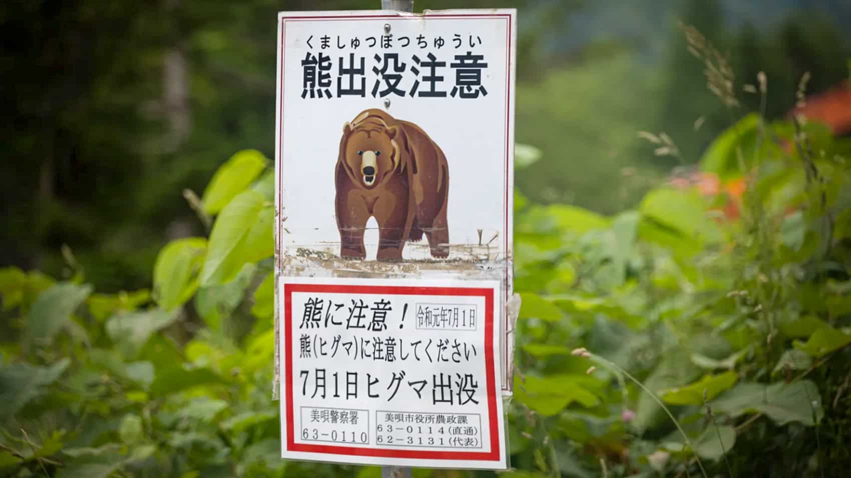 Japan to Deploy Drones That Bark Like Dogs to Scare Off Bears