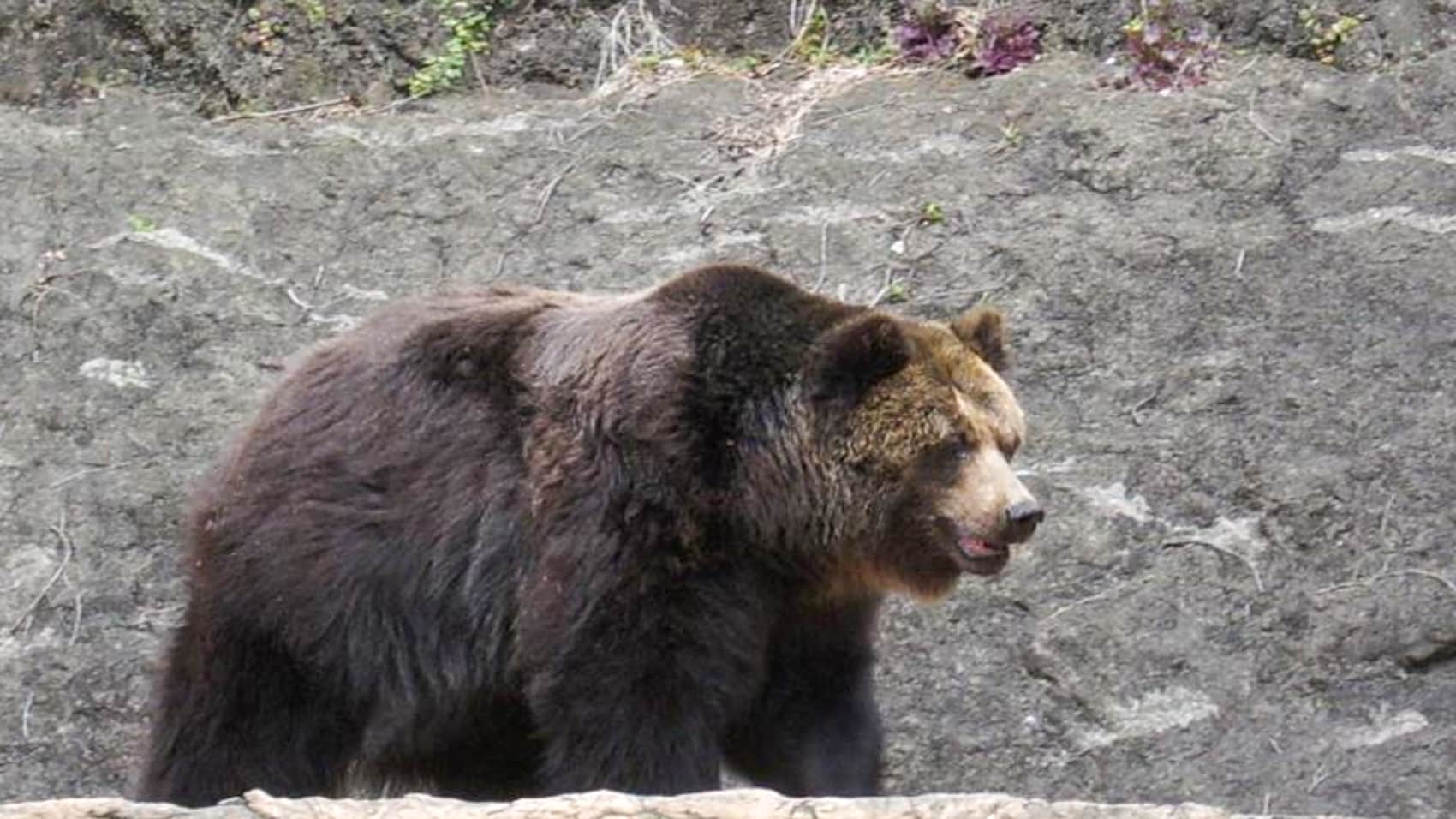 Japan to Deploy Drones That Bark Like Dogs to Scare Off Bears