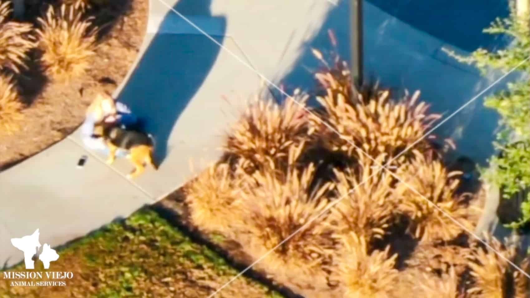 Rone Helps Reunite Lost Dog With Her Owner In Mission Viejo