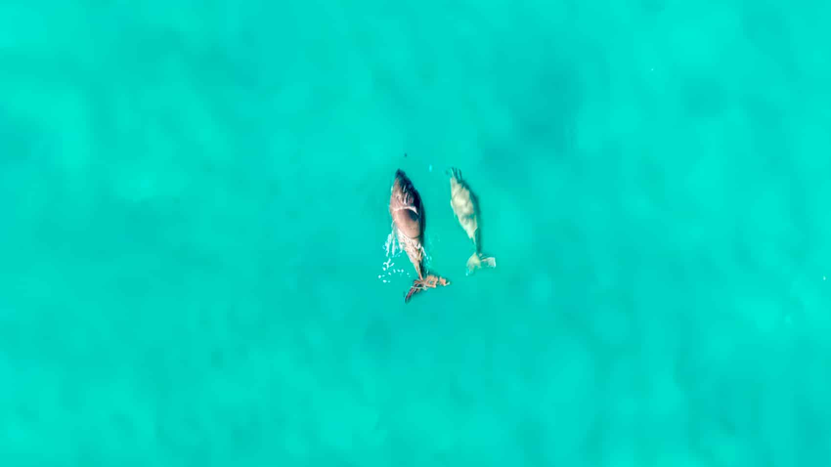 Twice As Effective As Nets: Queensland To Make Shark-Spotting Dji Drones A Permanent Fixture