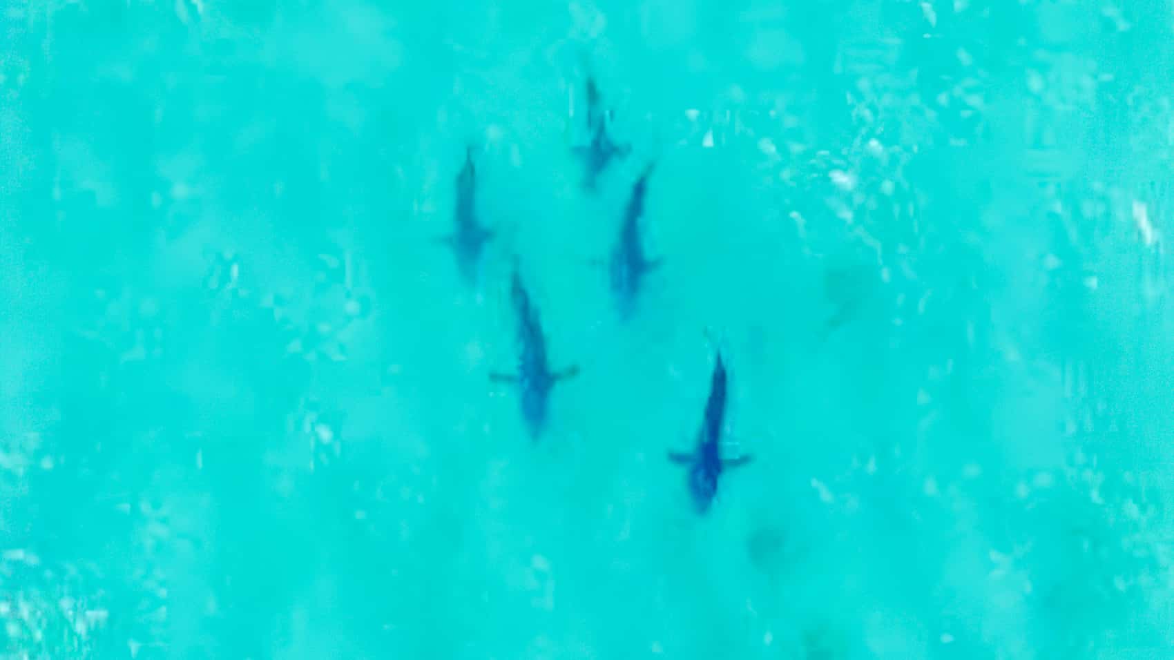 Twice As Effective As Nets: Queensland To Make Shark-Spotting Dji Drones A Permanent Fixture