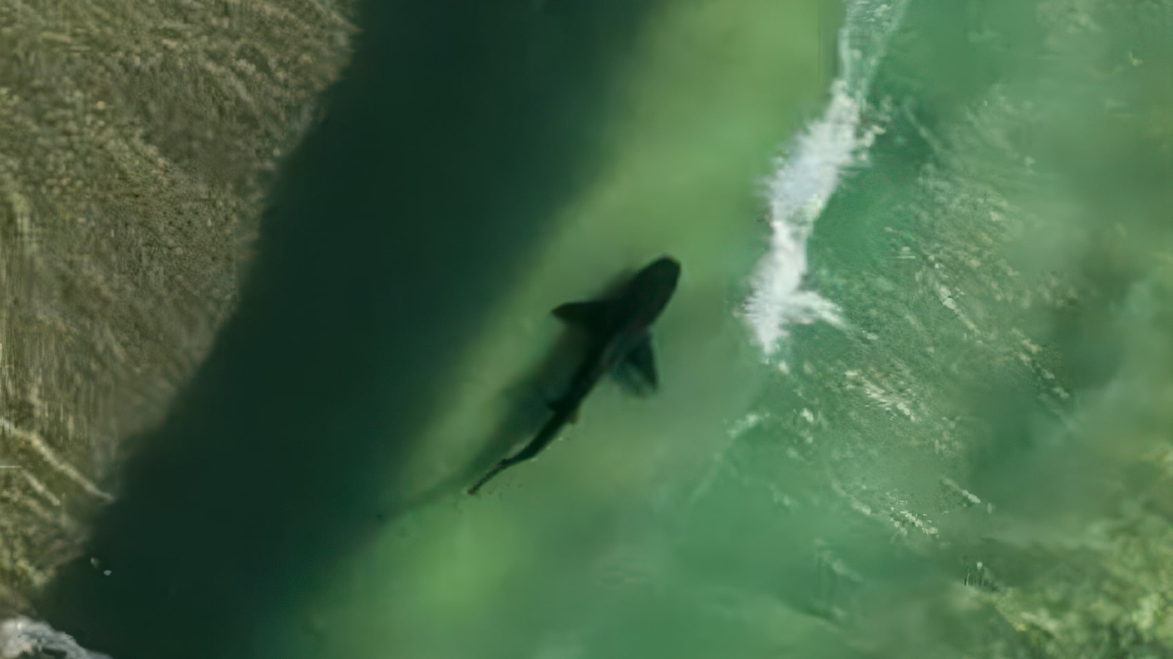 Twice As Effective As Nets: Queensland To Make Shark-Spotting Dji Drones A Permanent Fixture