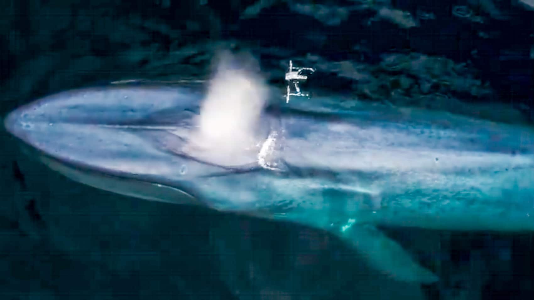 Dji Drones Give Scientists A New Look At Whales And Their Behavior